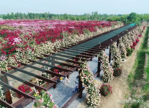 美呆了！邳州再現(xiàn)網(wǎng)紅打卡地——生態(tài)園